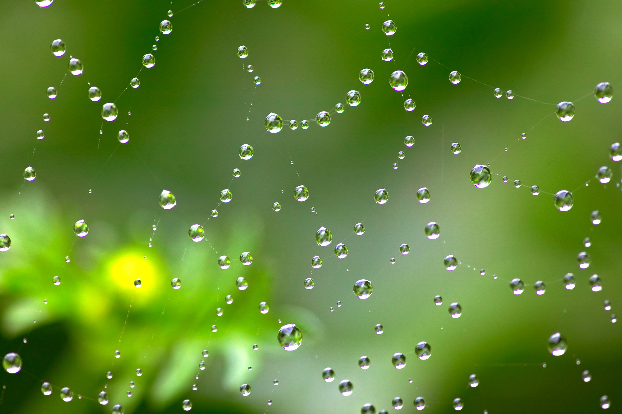 Raindrops on the spider's web